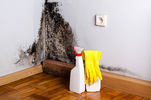 Best Residential Mold Inspection & Testing  in Three Forks, MT